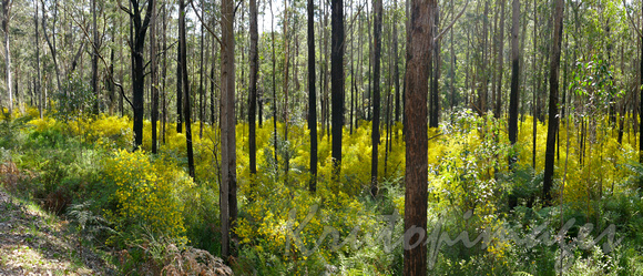 abundance of wattle undergrowth creates a rich colourful environment on the roadside bush-NSW