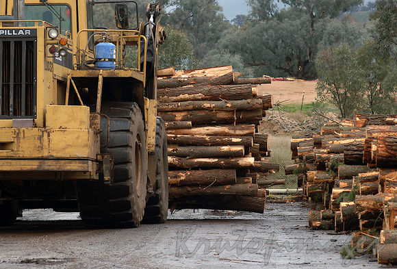 PIne timber cut for transportation and used in paper manufacturing-1