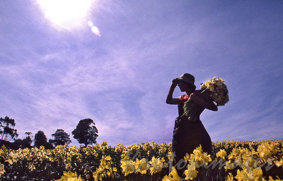 Daffodil- Girl holding a bunch of flowers in a daffodil field
