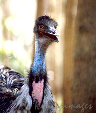 emu headshot