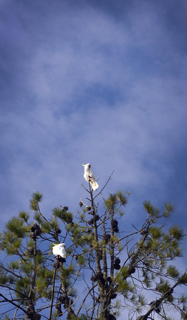 Cockatoo on high tree