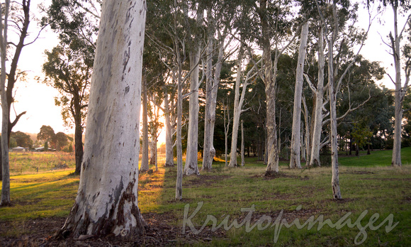 Gum trees at sunset