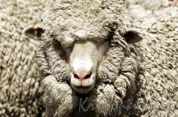 Sheep-Merino close up