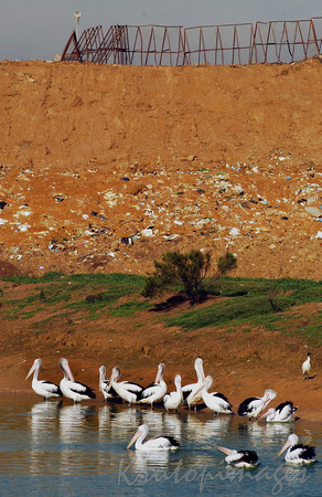 Pelicans gather in the water at the local landfill site-2
