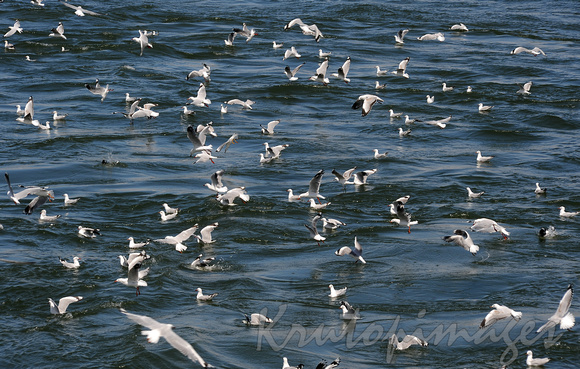 seagulls on water