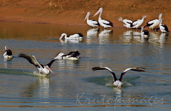 Pelicans gather in the water at the local landfill site