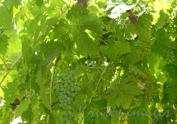 Fruit-green grapes on vine
