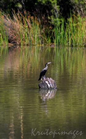 water bird in suburbia