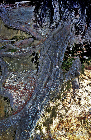 tree roots in sandy gravel_7179