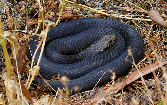 Blacksnake on the side of a bush track-Marysville