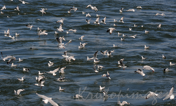 SEagulls actually on the sea-no fish or chips