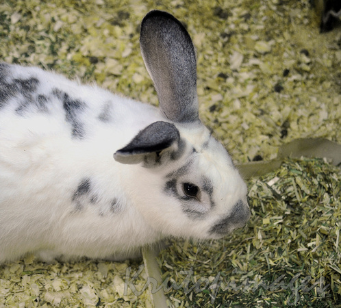 rabbit, domestic white with black markings close up