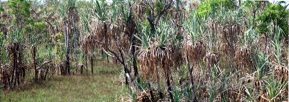 Katherine Northern Territory vegetation