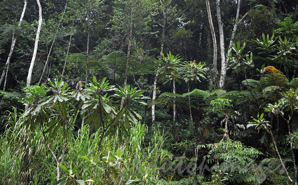 Papua New Papua New Guinea rainforest
