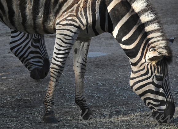 zebras  feeding close up