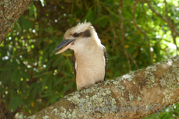 Kookaburra on a high branch
