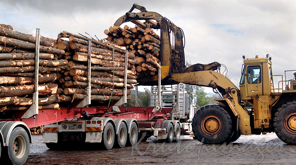 PIne timber cut for transportation and used in paper manufacturing-2