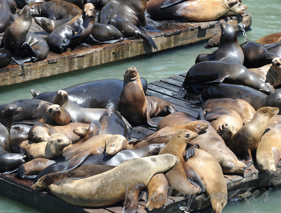 Seals Fisherman's wharf San Francisco seals on pontoons