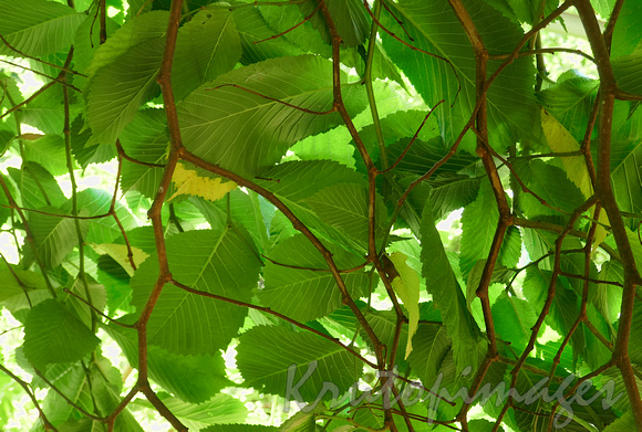detail of leafs -Emerald Lake