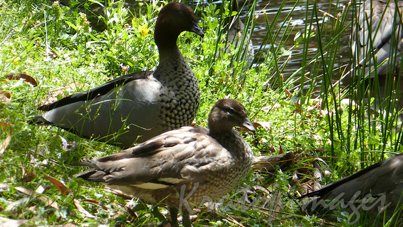 mother duck and duckling on bank