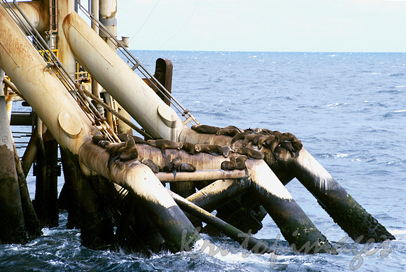 colony of seals make home on the support struts of offshore platform