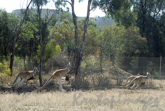 Kangaroos graze on the refinery perimeter fences-2