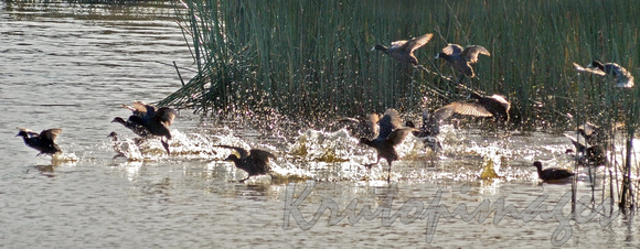 waterbirds splashing in river