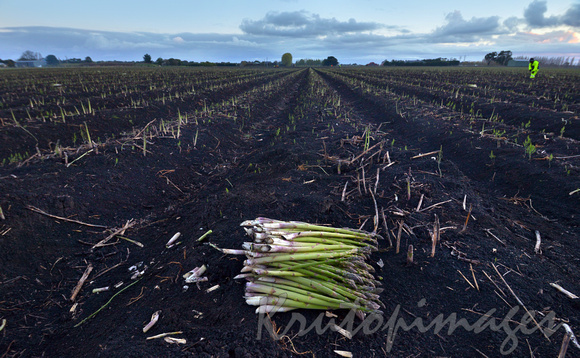 Asparagus Early morning  harvesting