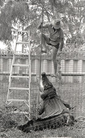 Jedoa a giant slatwater crocodile torments his keeper-Yarrawonga zoo-notice the fag & his toes