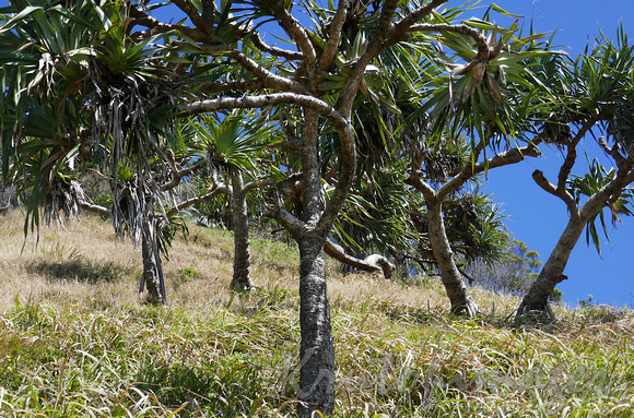local Queensland vegetation-Pandamas trees at Burleigh Heads