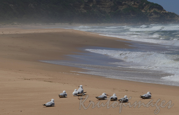 seagulls nestle on the sands of a secluded section of the Ninety Mile beach in Victoria