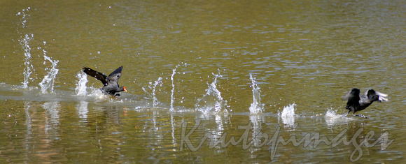 waterbirds creating splashes as landing in river