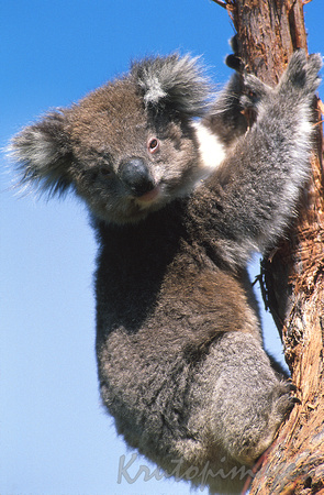 koala in gum tree looking down