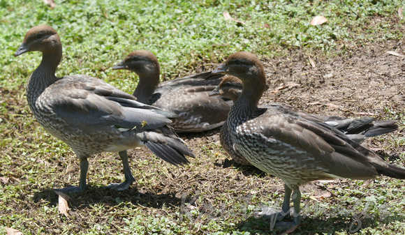 ducks standing together