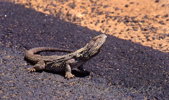 Spikey Devil lizard- defiantly stands on the hot tarmac road