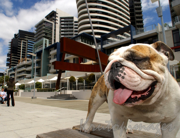 bulldog at docklands in Melbourne CBD