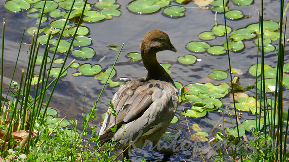 duck with lillypads