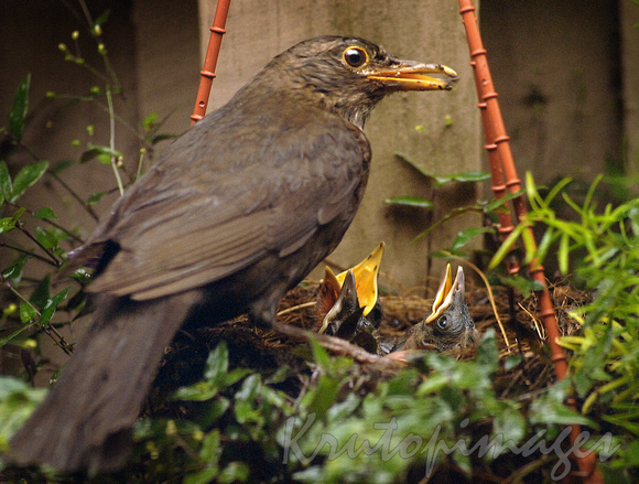 female blackbird feeding hungry young