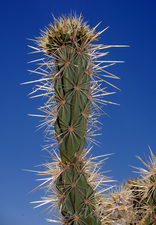 cactus with spikes thorns against a blue sky