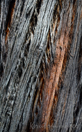 bark on tree-detail