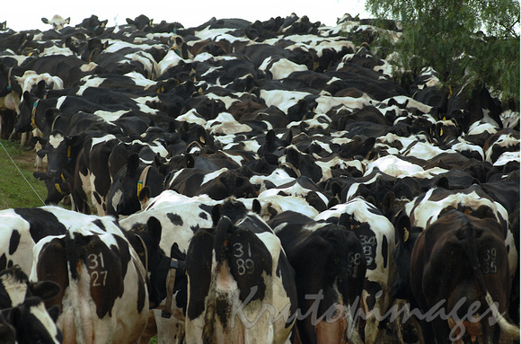 Friesian cows heading for milking create a sea of black and white