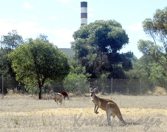 Kangaroos graze on the refinery perimeter fences