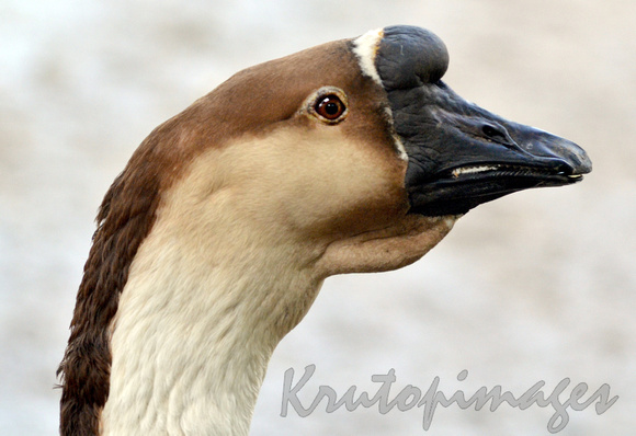 Goose headshot up close