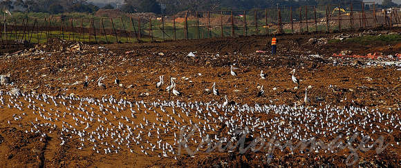environment- and hundreds of seagulls gather in the rubbish  at the local landfill site-2