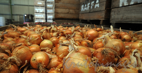 white onions for market