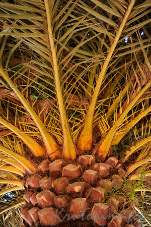 palm tree detail