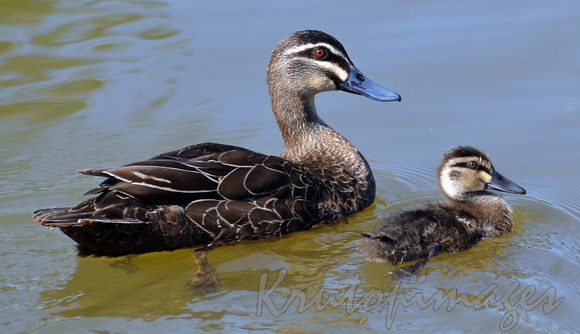 ducks- mother and duckling on water